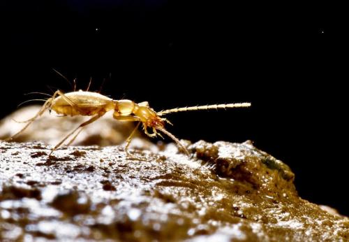 Réf. 297 453 : Aphaenops crypticola